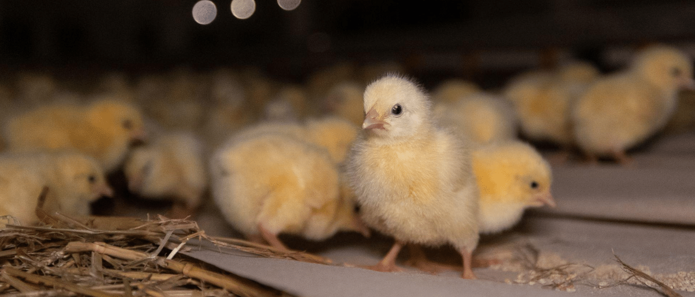 studiu-consumatorul-modern-si-alegerile-etice-free-animals