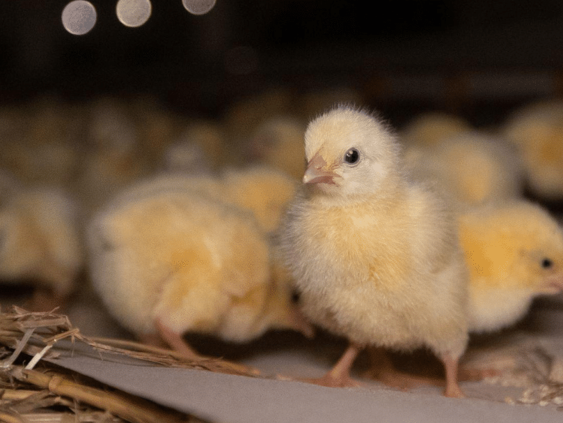 studiu-consumatorul-modern-si-alegerile-etice-free-animals